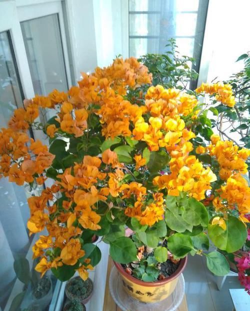 花海|吴大姐养花,7天浇一次肥水,土壤肥沃疏松,家里成花海