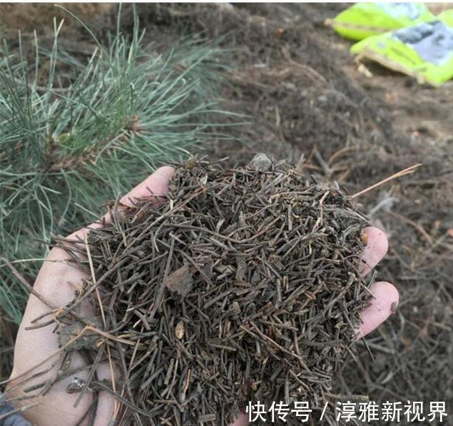 仙客来|路边大树下,有养花万能土,用来养文竹,一年窜一米,长成巨无霸