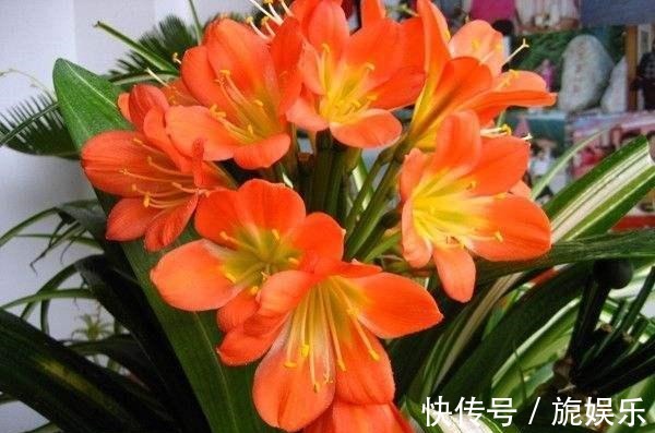 君子兰肥料给劲长得旺，这几种好肥料不能少，加一点就蹭蹭爆盆