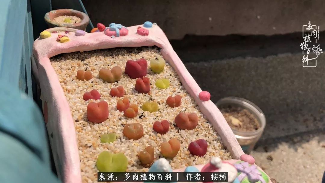 多肉度夏经验谈四季皆露养,兢兢业业养肉三年半!