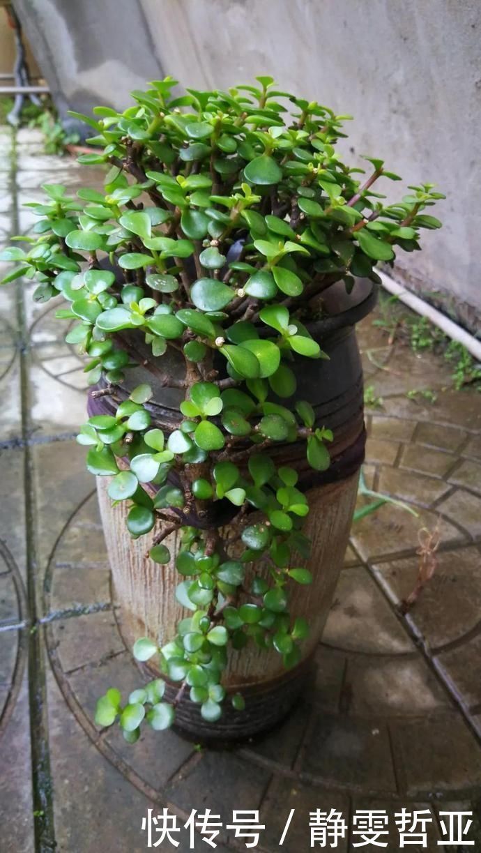 虎皮兰,红掌,吊兰养成老桩,变成大树,真壮观