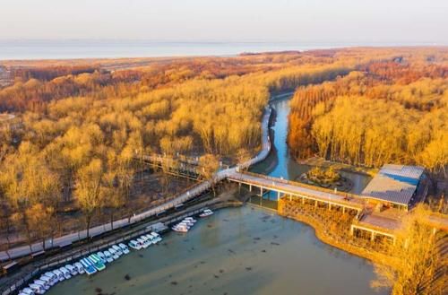 闭园改造2年半后，崇明西沙湿地将于本周五恢复开放，全新打造了生态步道及游览路线