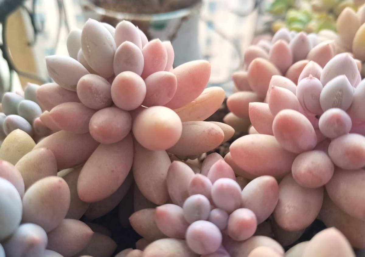 浇水|最难养的9种多肉,生病了难“医治”,新手轻易别碰