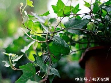 家里光线差不适合养花?这三种越是阴凉,越能轻松长不停