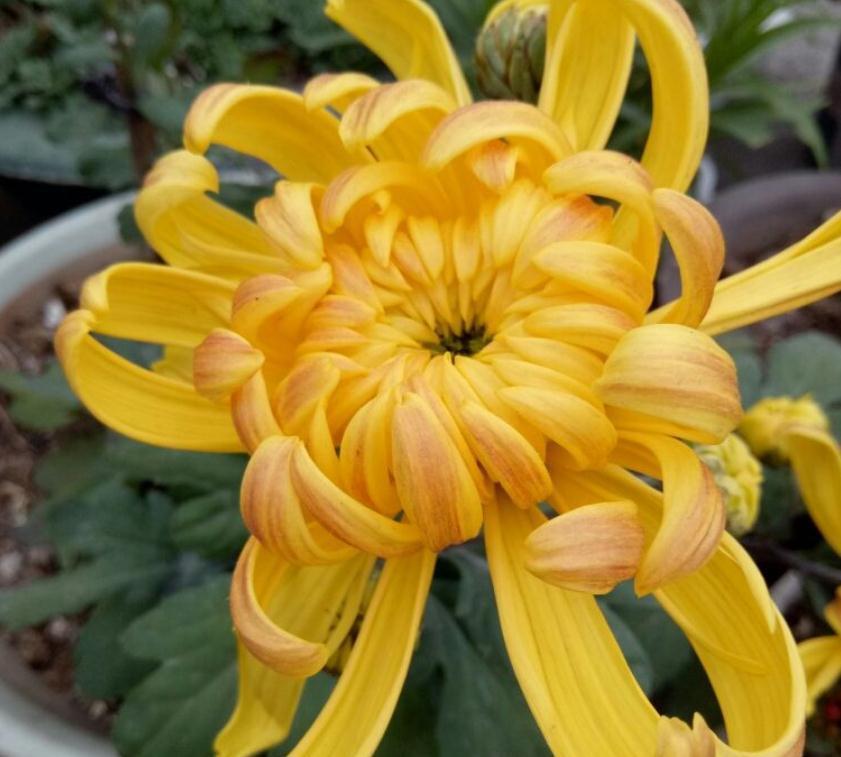 冬天给花剪一刀,来年花朵蹭蹭冒,越长越旺