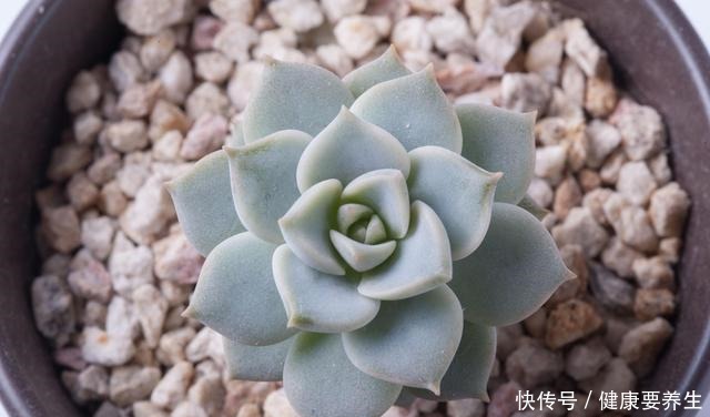 进入 黑名单 的多肉 便宜也不买 坑 人没商量 粉紫色 进入 黑名单 的多肉 便宜也不买 坑 人没商量 粉紫色