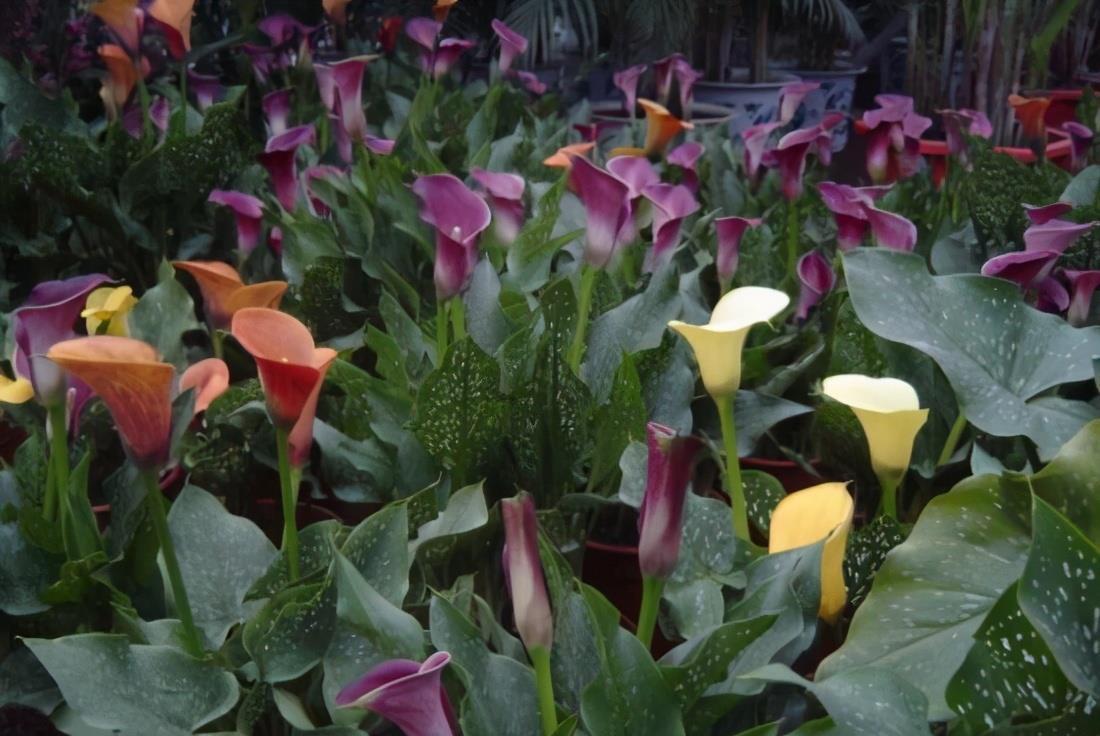 喝水|7种花,夏天太能“喝水”,一天浇一遍,10天爆满花