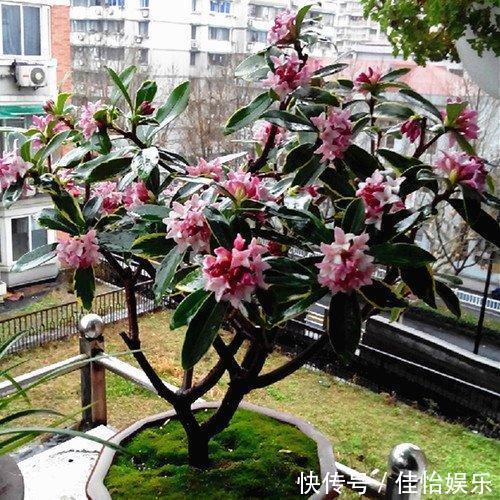 3种“香香树”，剪个枝丫，插土里，15天生根，开花满屋香