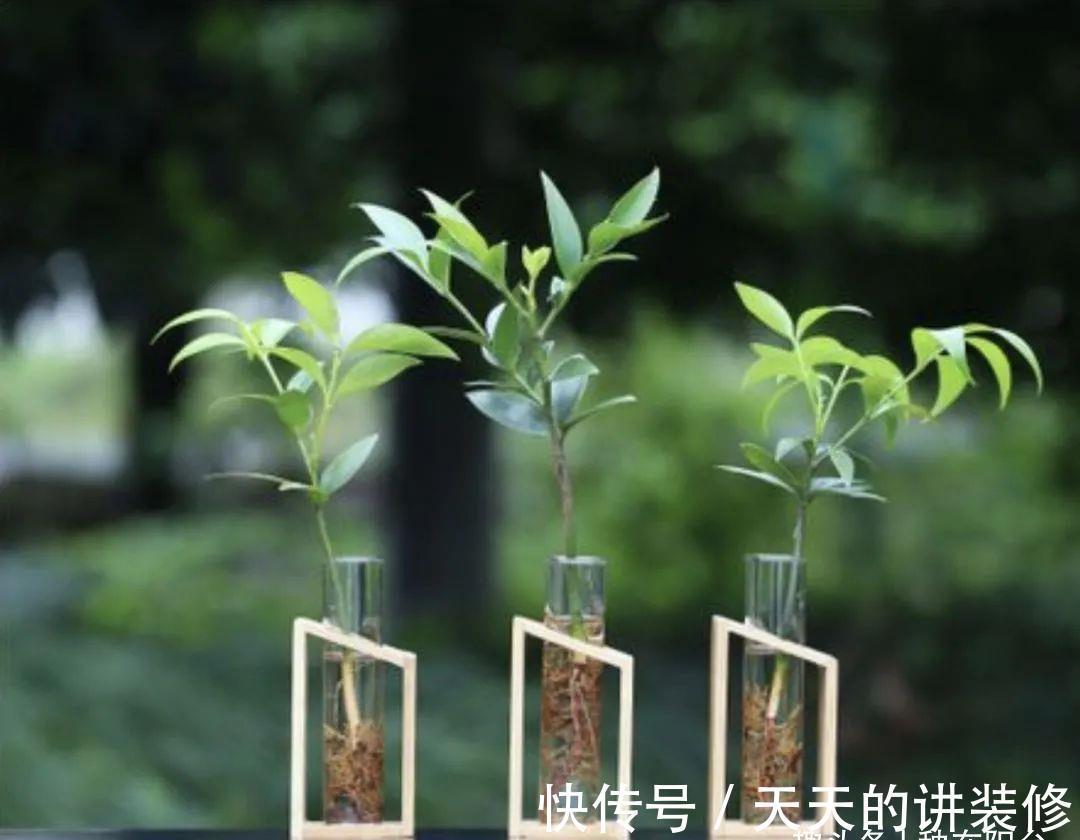基质|“无土派”养花：善用8种栽培基质，混搭出好用的养花“大土”！