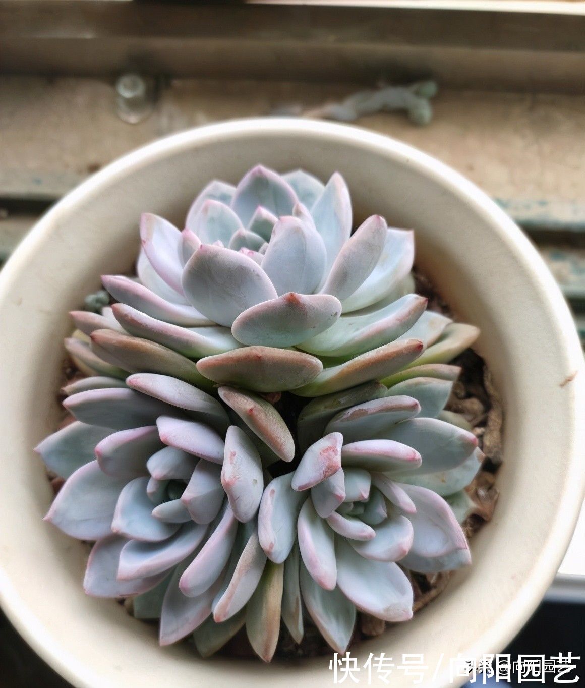 浇水|养多肉，说白了就是考验浇水，浇水“功夫好”，多肉养不死