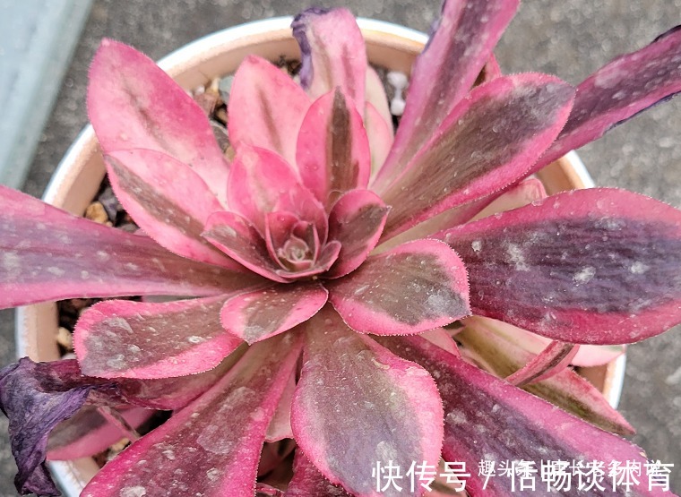 春夏之交带锦|春夏之交带锦的法师还可以露养吗？当然可以，不过要注意养护细节