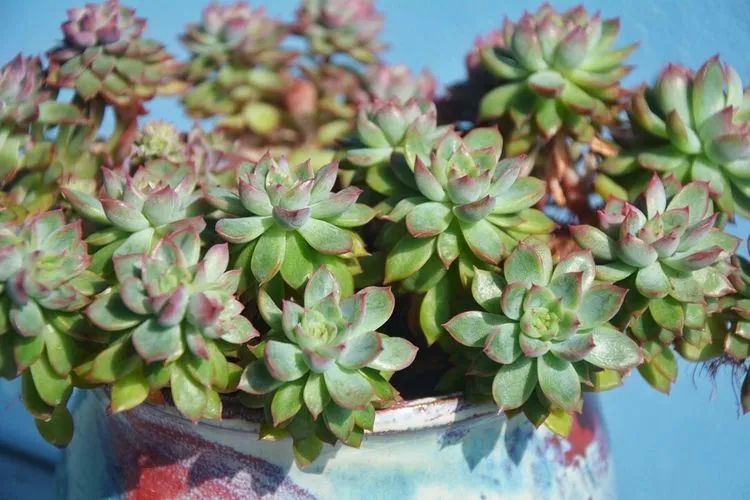 面朝大海的多肉们，在四季变迁中生生不息！