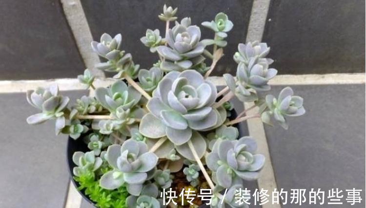 多肉长花箭算不算正常,该怎么处理?