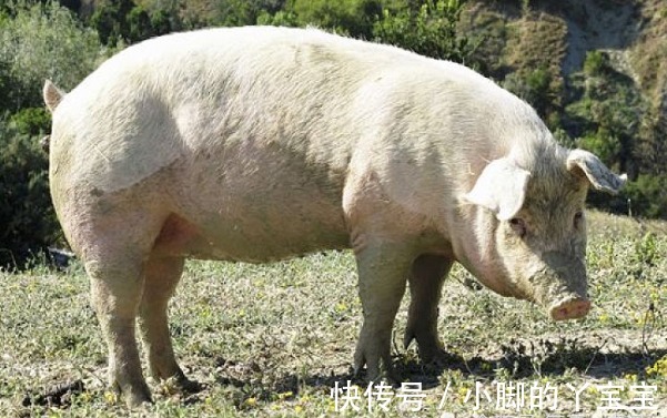 天喜星|生肖猪:10月一定要珍惜的1个人,他们能助你财运水涨船高!