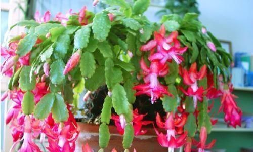 甲硝锉|3种过期药片,可不能扔了,可是养花宝贝,肥效强10倍