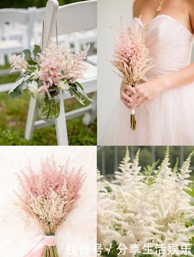 阴生花园的福音,美如新妇的落新妇!