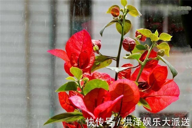 花芽|一招分辨三角梅“花芽”，是“受伤”还是“花爆发”，一眼就认清