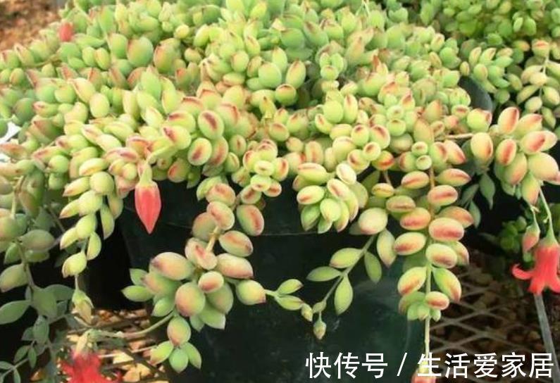 美极了|5款漂亮多肉，比绿萝好养，长势旺上色美，香味清新沁人心脾