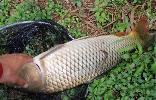 野钓秘方窝料、饵料配方大揭秘,可以让你的鱼获翻倍哦