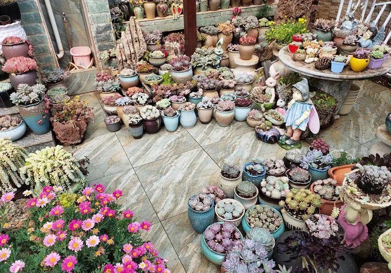 养花技巧:大冬天,她家的小院开满200盆花,全家人过年围着看!