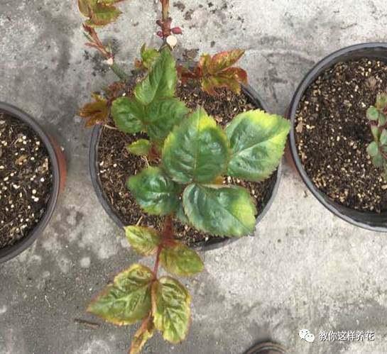 叶子|花草叶子发黄，10种原因最常见，第二种最常见！