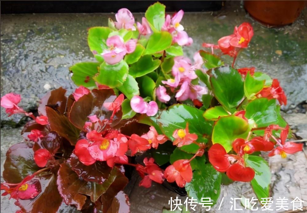 常常被低估的四种花,花期长达小半年,养一盆抵过10盆