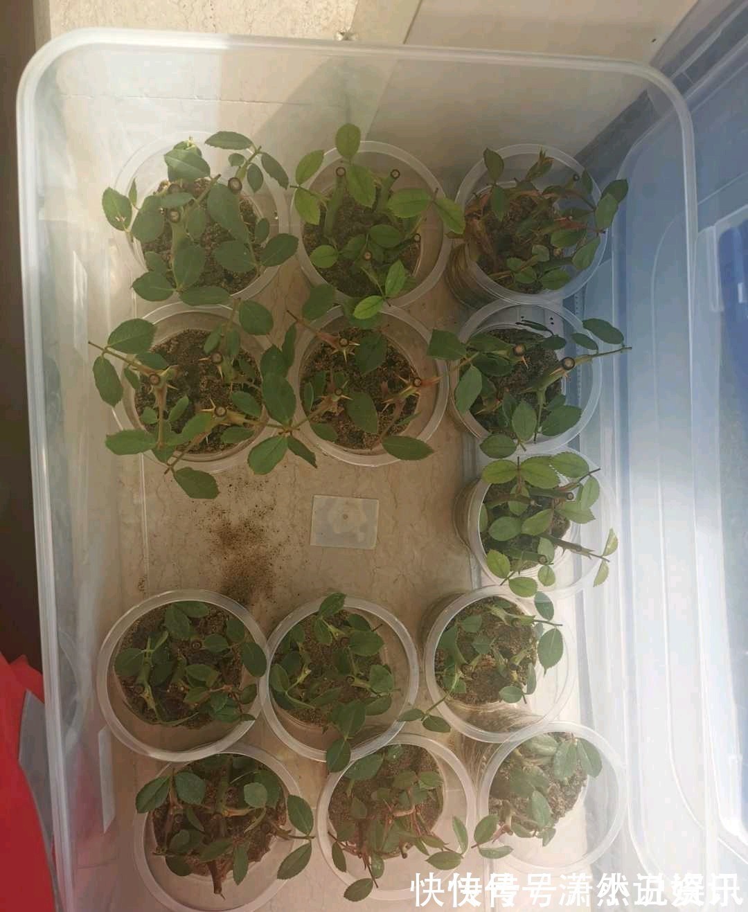 虎皮兰|春天，这八种花剪个枝插土里就活，养养就开花，错过就要等明年了