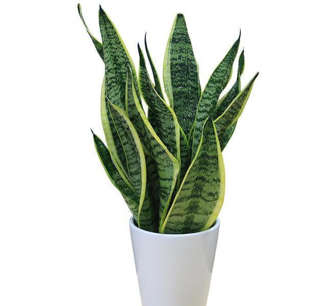 虎皮兰怎么养,记下这些养护守则,养好虎皮兰没有压力