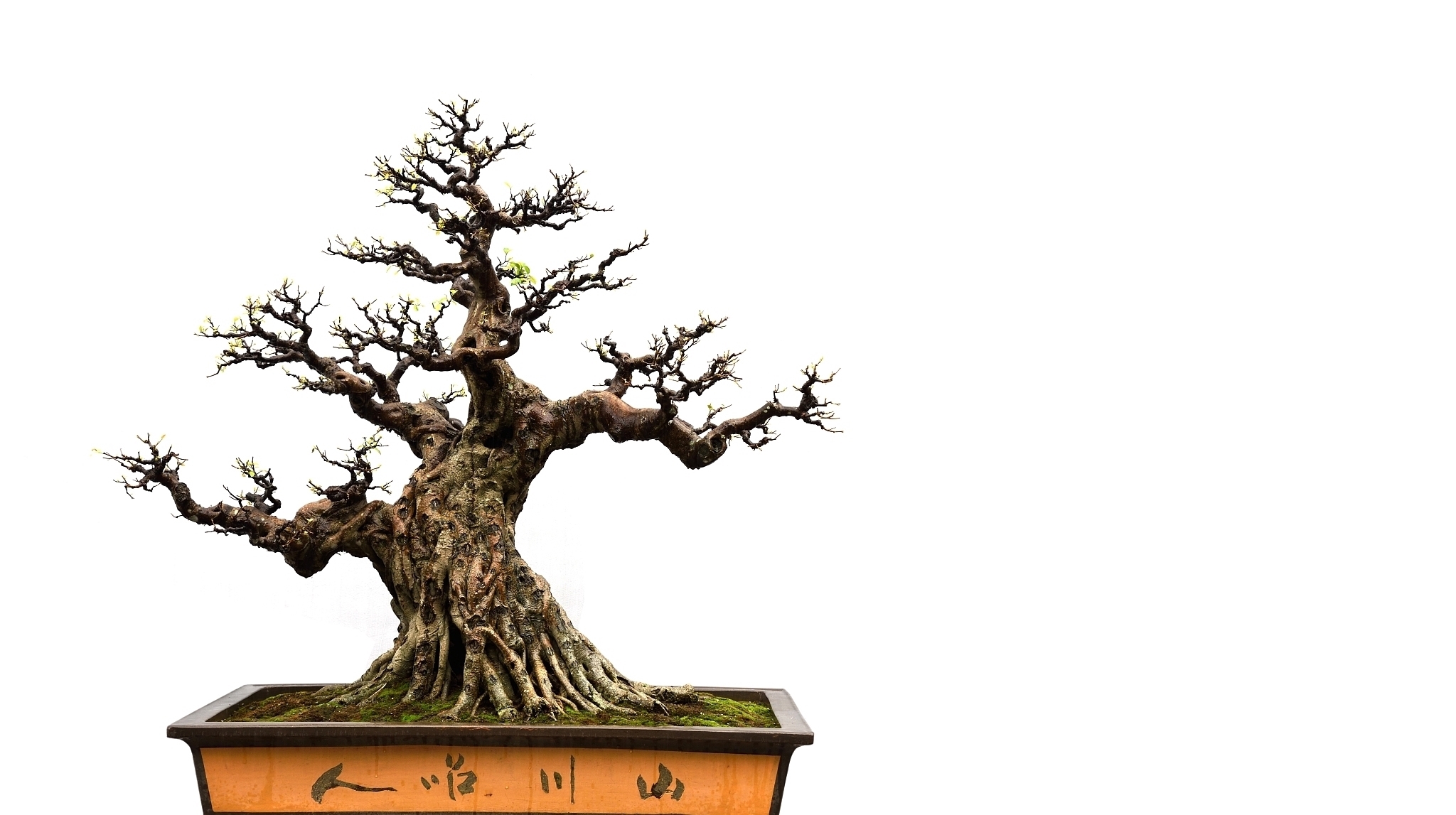 树型|要想盆景后期造型好,前期审桩很重要