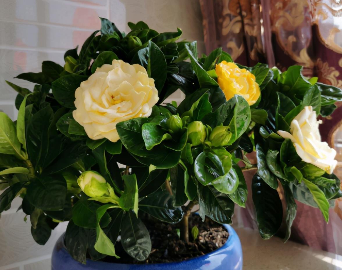 想养好栀子花吗?记住2句话,栀子花养一盆活一盆,年年开满花