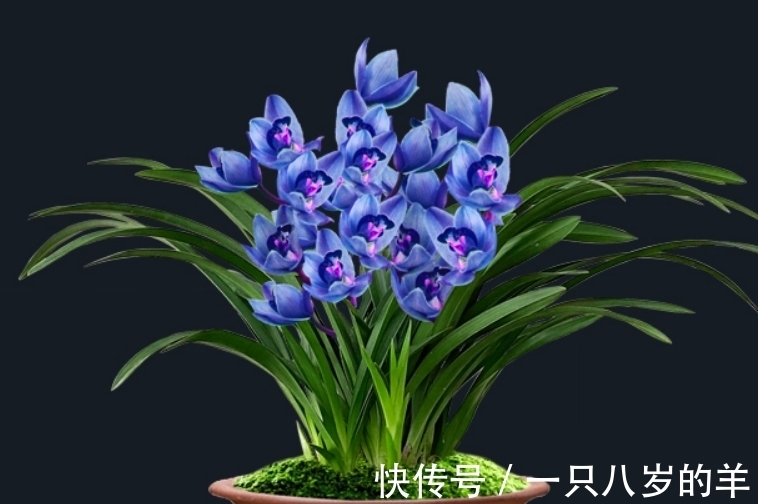 此兰只应“天上”有,人间哪得几回闻,兰色清雅,让人一见钟情