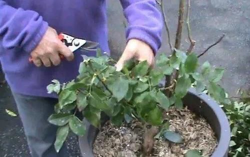 盆景修剪“量体裁衣”，新手也能立即开窍的死记硬背技法！