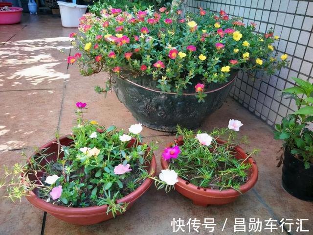 养花不会浇水吗?“六大口诀”记心间,养啥都能长得旺