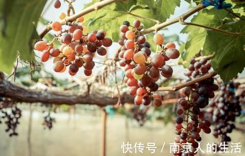 食管癌|中医抗癌有“妙招”，5种能抗癌的中药，你知道几种？