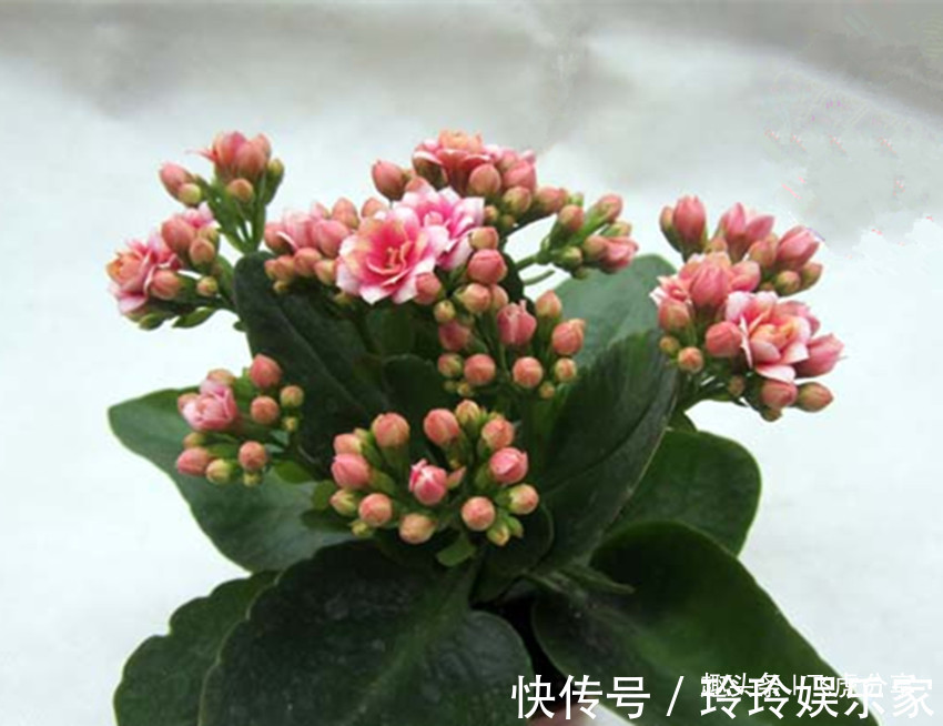 花卉|养花经验与心得，照着做，养啥花都不难，以后养花不求人