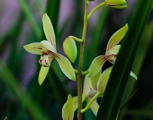 “兰花”花骨朵少来点“促花肥”,花苞不停长,开花亭亭玉立