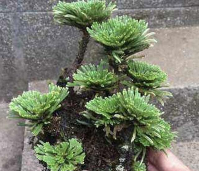 岩柏草|家乡若是有1种“还魂草”,请保护起来,花店里15元1盆,太值钱!