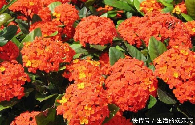 夏天养花，就养3种花，春夏秋三季都开花，花满枝头！
