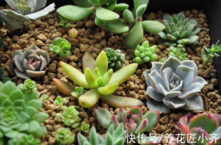 养多肉常犯5个“误区”，不是多肉不好养，而是你不了解它