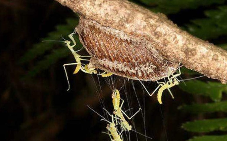 狗尿|若是在桑树上看到“拦狗尿”，赶紧拿回家，如今价值不菲