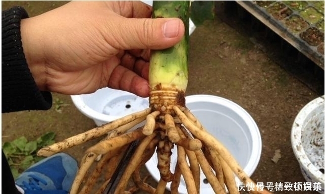 爆盆|君子兰的根都烂没了,一个小方法能让它再次生根发芽至爆盆!!