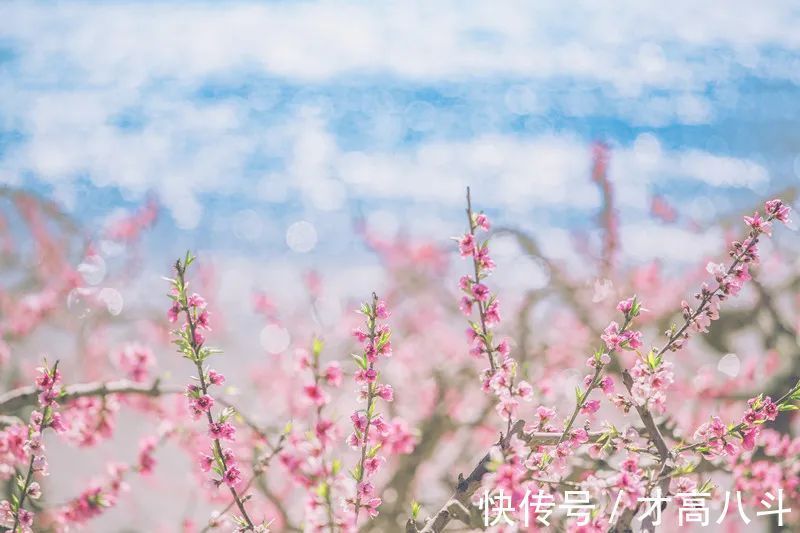 江月@100首春天唯美古诗词(值得收藏)