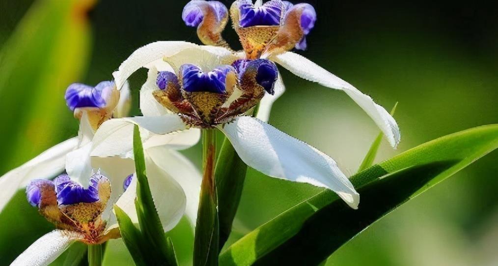 女人爱美,推荐3种食物,刮油消脂,清热排毒,营养又瘦身