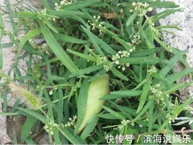 药用价值|农村一种野瓜,俗称“羊不奶”,是通乳和治腰酸背痛的一把好手