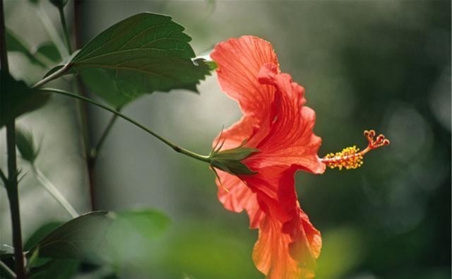 苗壮|扶桑花越冬很简单,4个方面做好后,苗壮来年开花多