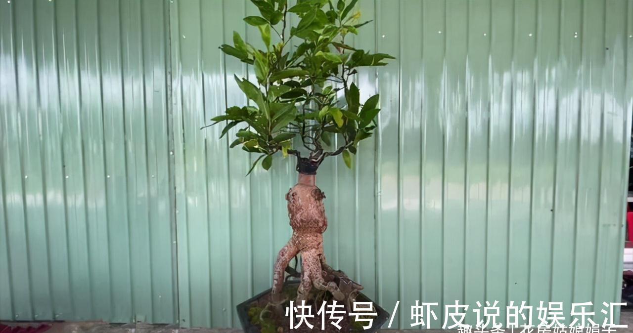 缺铁|养花出现缺铁性黄叶,一定要谨记5点,做到“5注意”,才能长势旺