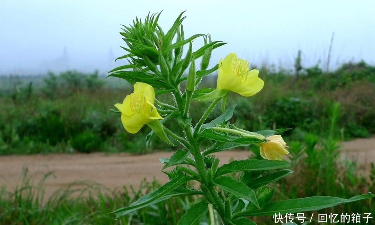 价值|一到晚上就开花,果实酷似芝麻,价值很珍贵,是民间祛风湿良药