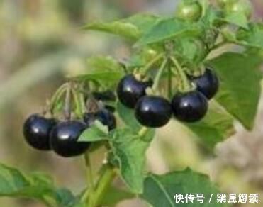 小病|这种花是“解毒高手”,家里养一盆,再也不怕“小病小灾”