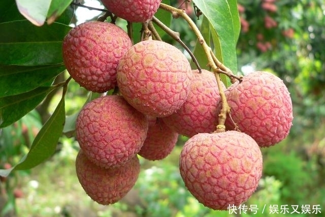 食用|常吃荔枝是升高血糖还是降血糖?养生专家告诉你标准答案