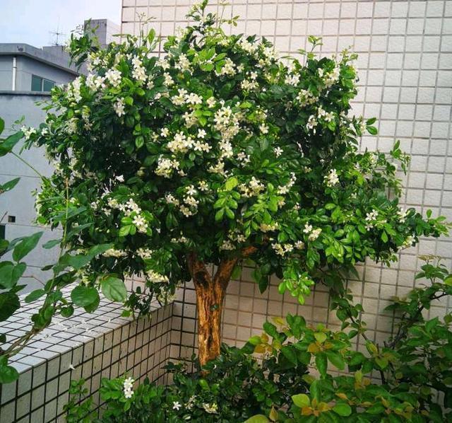 虎皮兰|种健康花,家里养一盆,格调高寿命长,干净,健康,运气好